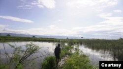 Seorang warga berjalan di antara pematang sawah yang tidak bisa diolah sejak Juli 2020 karena terendam air danau Poso. Jumat, 6 November 2020. (Foto: Mosintuwu/RayRarea)