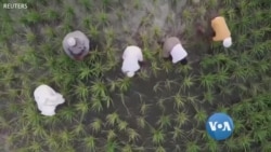 ဆော်ဒီက မိရိုးဖလာ ဆန်လုံးနီ