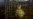 New Bird Flu Traced to Live Poultry Markets