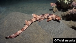 Walking Shark, Hemiscyllium halmahera (Credit: Conservation International/Mark Erdmann)