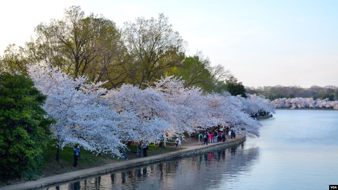 Bunga-bunga sakura bermekaran di sekeliling Tidal Basin di Washington, DC.