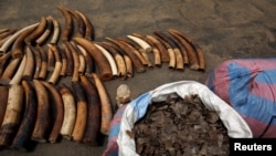 FILE - Bags of pangolin scales are pictured next to elephant tusks seized from traffickers by Ivorian wildlife agents, Abidjan, Ivory Coast, Jan. 25, 2018. 