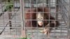 Kurang dari Sebulan, 2 Orangutan Mati di Kebun Binatang Surabaya