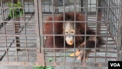 Anak orangutan bermana Damai di ruang nursery Kebun Binatang Surabaya. (VOA/Petrus Riski)