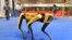 На фото: робот компанії Boston Dynamics. Січень 2021