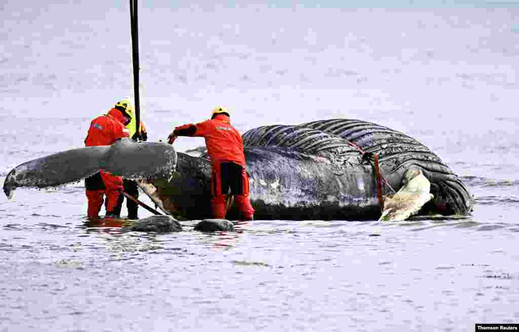 스웨덴 올란드 섬에 떠내려 온 혹등고래가 구조되고 있다. 