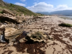 The otherwise picturesque landscape at Valdevaqueros Beach, Tarifa, after the invasive seaweed washes ashore. (Alfonso Beato/VOA)