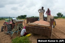 P. Ravinder Reddy, a farmer, unloads on a tractor before sowing the seeds in Rayanpet village, India, Wednesday, Sept. 25, 2024. (AP Photo/Mahesh Kumar A.)