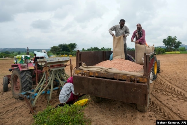 P. Ravinder Reddy, a farmer, unloads on a tractor before sowing the seeds in Rayanpet village, India, Wednesday, Sept. 25, 2024. (AP Photo/Mahesh Kumar A.)