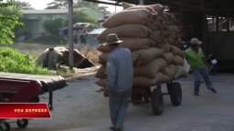 Trung Quốc ồ ạt mua gạo của VN giữa mùa dịch corona