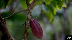 Coklat Venezuela