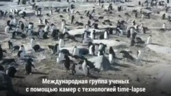 Любовь пингвинов