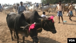 Sebuah pasar hewan di negara bagian Bengal Barat menjual sapi-sapi korban menjelang IIdul Adha, 19 September 2015 (Photo: VOA/ S. Rahman)