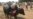 Indian Muslims Mull End to Cow Sacrifices