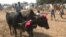 Cows are being sold in a rural Eid al-Adha special cattle market in West Bengal state, Sept 19, 2015. Unlike in most parts of the country, there is no ban on the slaughter of cows in West Bengal. (Photo by - Shaikh Azizur Rahman/VOA)