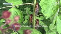 Çikolata Kaplı Ağustosböceği Yer miydiniz?