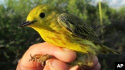 FILE - This June 18, 2016, photo provided by the U.S. Geological Survey shows a Yellow Warbler in Nome, Alaska. 