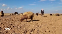 Bandorên Germbûna Gerdûnî li şer Çandinîya Kobanî