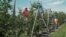 Immigrant workers in Adams County, PA, thin the apple crop of inferior fruit so the healthy apples can grow. (M. Kornely/VOA)
