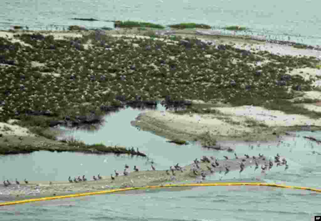 Birds at the Breton Island sanctuary, that is protected by oil boom barriers to stop the spread of oil from the BP Deepwater Horizon platform disaster, off the coast of Louisiana, 30 Apr 2010. (AFP Image)