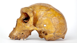 Quiz - New Age Estimate for Early Human Skull Produces Surprising Discovery