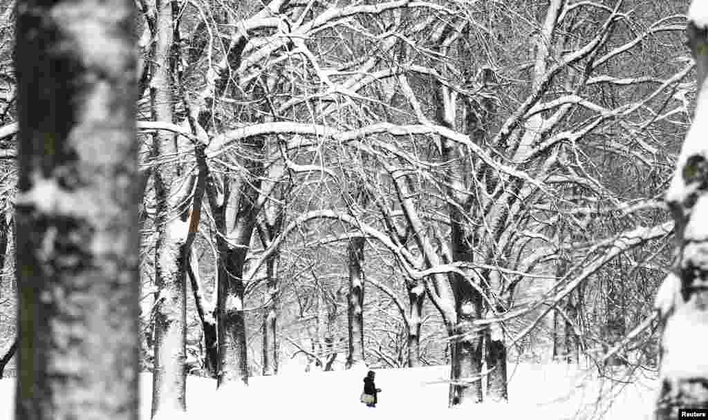 A man and his dogs walk though a snowy Central Park in New York February 9, 2013. A blizzard packing hurricane-force winds pummeled the northeastern United States on Saturday, killing at least one person, leaving about 600,000 customers without power and 