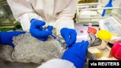 Специалисты делают инъекцию кролику в лаборатории Федерального центра здоровья животных во время разработки вакцины против COVID-19 для животных, во Владимире, Россия