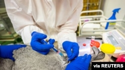 FILE - Specialists give an injection to a rabbit at a laboratory of the Federal Center for Animal Health during the development of a vaccine against the COVID-19 for animals, in Vladimir, Russia, Dec. 9, 2020. (VETANDLIFE.RU/Handout)