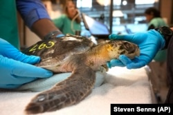 Biologists examine a Kemp's ridley sea turtle at a New England Aquarium marine animal rehabilitation facility in Quincy, Mass., Tuesday, Dec. 3, 2024. (AP Photo/Steven Senne)