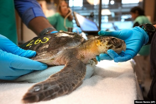 Biologists examine a Kemp's ridley sea turtle at a New England Aquarium marine animal rehabilitation facility in Quincy, Mass., Tuesday, Dec. 3, 2024. (AP Photo/Steven Senne)