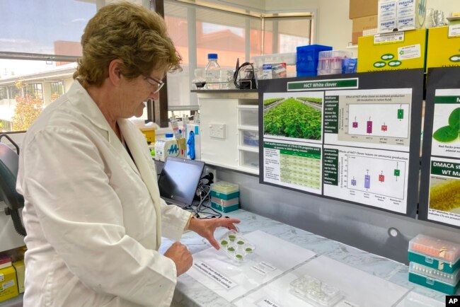 Christine Voisey, a senior scientist at AgResearch, inspects leaf samples in a laboratory in Palmerston North, New Zealand, on Nov. 3, 2022. New Zealand scientists are coming up with some surprising solutions for how to reduce methane emissions from farm animals. (AP Photo/Nick Perry)