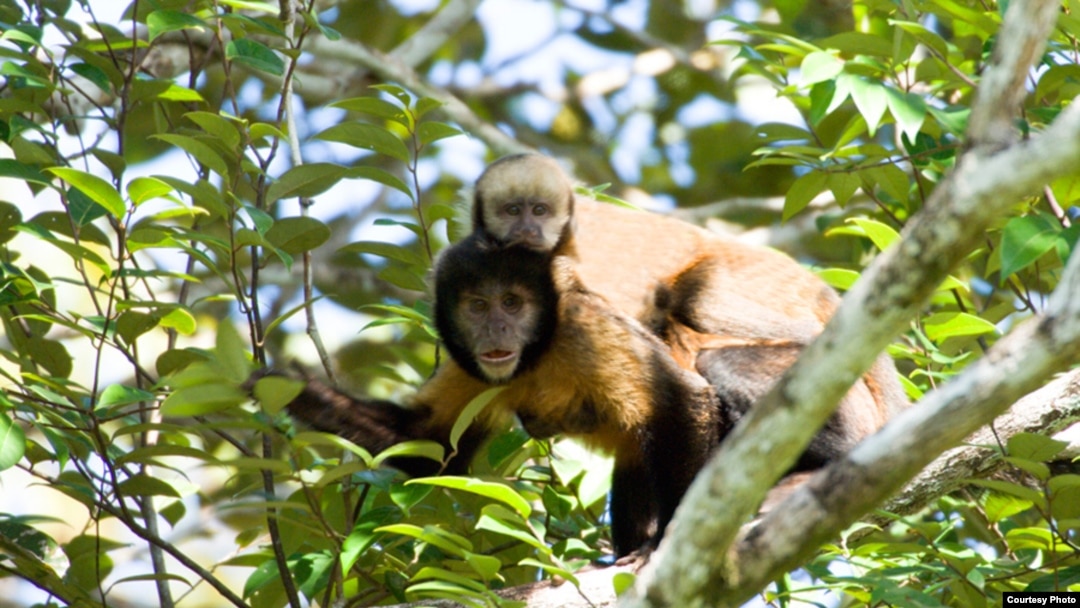 Seven teeth found during excavations involving the Panama Canal's expansion show monkeys resembling today's capuchins, pictured, traveled from South America to North America eons before the two continents joined together.