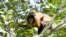 Seven teeth found during excavations involving the Panama Canal's expansion show monkeys resembling today's capuchins, pictured, traveled from South America to North America eons before the two continents joined together.