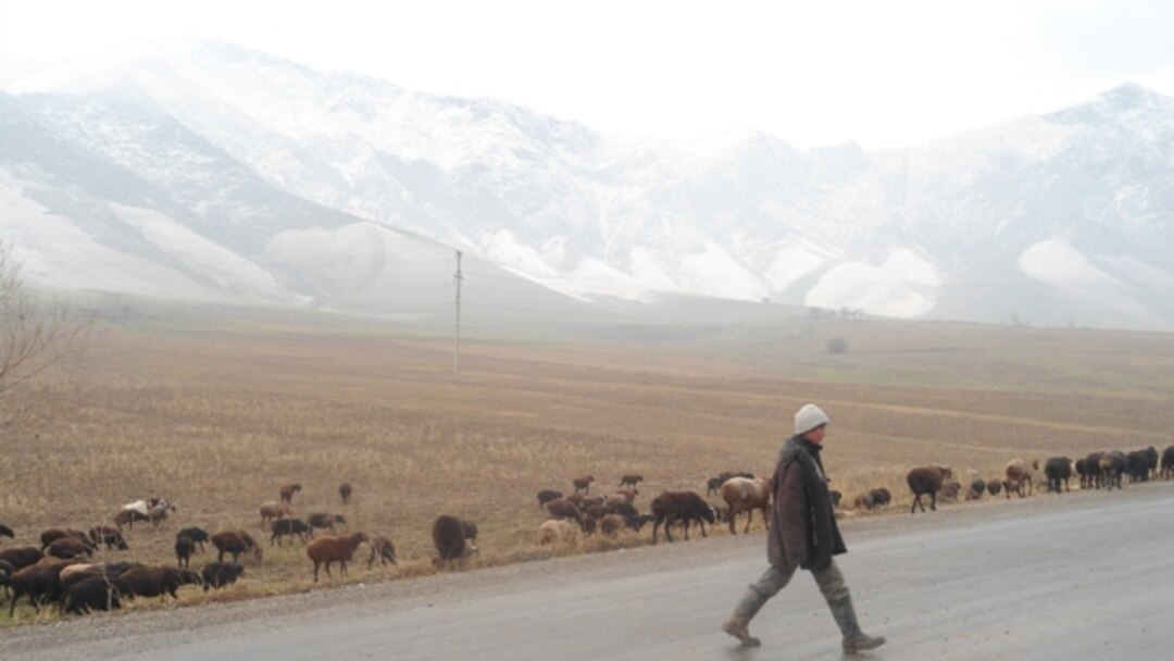Ikki qiz bir yigitni parkda aldab jinsiy aloqa qilishdi.