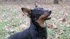 Amerika priznala novu rasu psa - lankaširskog goniča