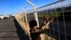 FILE - A Syrian refugee child looks over the fence at the Oncupinar camp for Syrian refugees next to the border crossing with Syria, near the town of Kilis in southeastern Turkey, March 17, 2016.