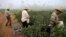 Farm workers pick eggplant in the early morning fog on a farm in Rancho Santa Fe, California, Aug. 31, 2016. 