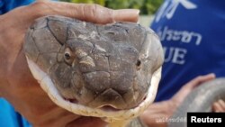 Seorang pawang memegang Raja Kobra sepanjang empat meter sebelum dilepaskan di hutan lindung di Provinsi Krabi, Thailand, 13 Oktober 2019. (Foto: Krabi Pitakpracha Foundation via Reuters)