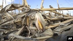 Una plantación de maíz debilitada por la sequía en Bennington, Nebraska. La economía ha sido golpeada al reducirse la producción agrícola.