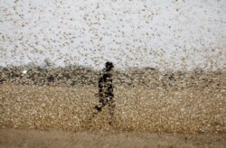 FILE - A man attempts to fend off a swarm of desert locusts at a ranch near the town of Nanyuki in Laikipia county, Kenya, Feb. 21, 2020.