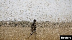 FILE - A man attempts to fend off a swarm of desert locusts at a ranch near the town of Nanyuki in Laikipia county, Kenya, Feb. 21, 2020. 
