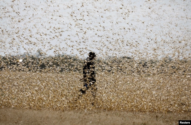 FILE - A man attempts to fend off a swarm of desert locusts at a ranch near the town of Nanyuki in Laikipia county, Kenya, Feb. 21, 2020.