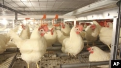 Larger, "enriched" cages have perches, scratching areas, nesting boxes and room for the hens to raise their wings.
