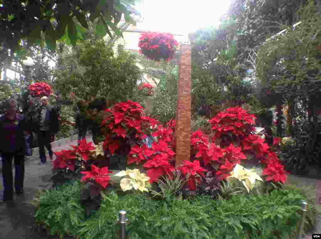 国会山脚下、华盛顿国家大草坪上的美国植物园充满了节日气氛