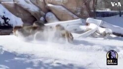 Lions Play in the Snow at Denver Zoo Following Powerful Late-Winter Blizzards 