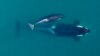 FILE - This Sept. 2015, photo provided by NOAA Fisheries shows an aerial view of adult female Southern Resident killer whale swimming with her calf. 