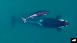 FILE - This Sept. 2015, photo provided by NOAA Fisheries shows an aerial view of adult female Southern Resident killer whale swimming with her calf. 