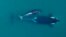 FILE - This Sept. 2015, photo provided by NOAA Fisheries shows an aerial view of adult female Southern Resident killer whale swimming with her calf. 