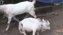 Բանգլադեշի թզուկ կովը դարձել է զբոսաշրջիկներին գրավելու միջոց
