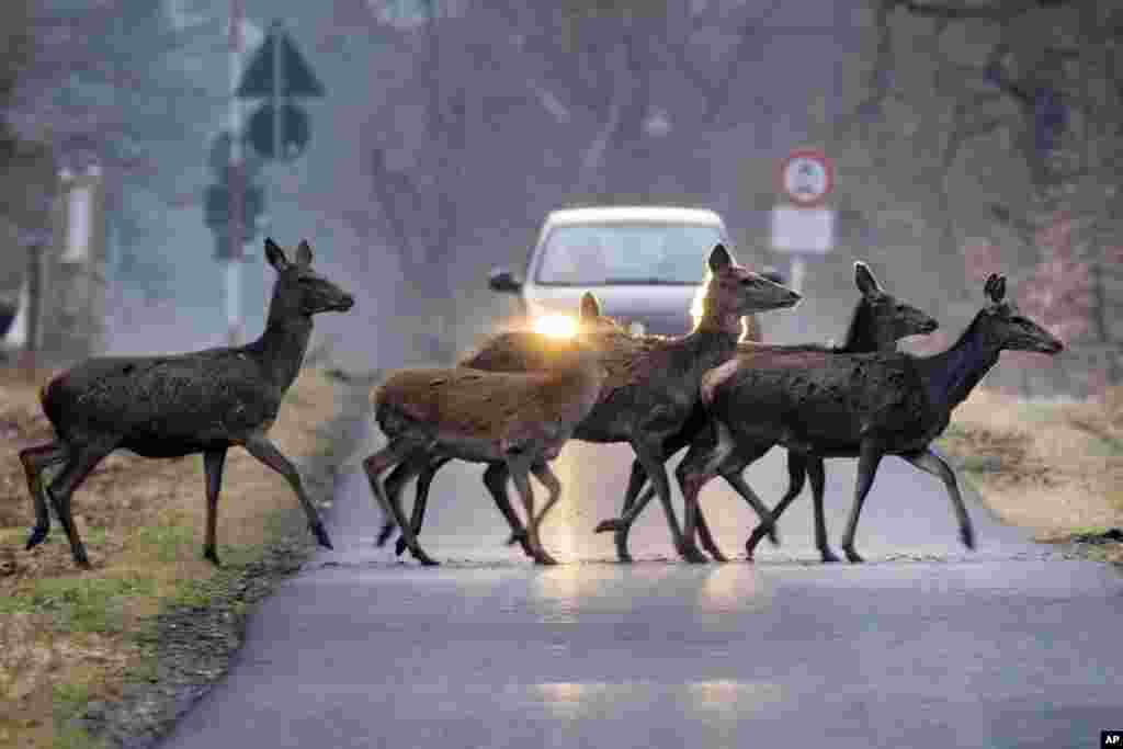 Deer cross a road in a forest of the Taunus region near Frankfurt, German.